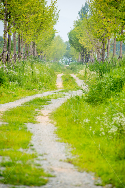 봄,시골길,초록,나무,가로수,자연,풍경,nature,landscape,path,통로