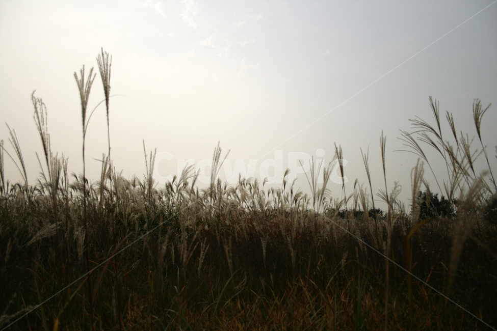 억새,가을,억새풀,억새밭,식물,자연,풍경,nature,landscape,grass,잔디,plant,lawn