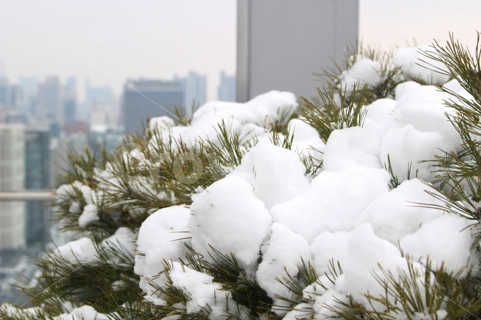 눈,설경,하얀,하얀색,전경,눈송이,소나무,침엽수,식물,자연,plants,nature,겨울,계절,winter,season