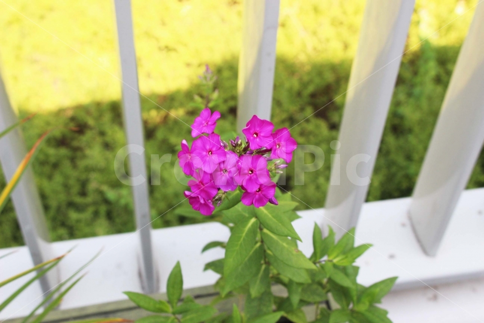 꽃,풀,식물,잎,자연,야외,공원,정원,초록,초록색,보라,보라색,식물,자연,plants,nature,꽃,flower