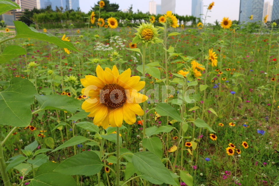 꽃,해바라기,해바라기꽃,식물,속씨식물,여름,식물,자연,plants,nature,꽃,flower