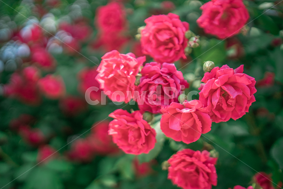 장미,하늘,분홍색,꽃잎,rose,싱그러운,식물,자연,plants,nature,꽃,flower