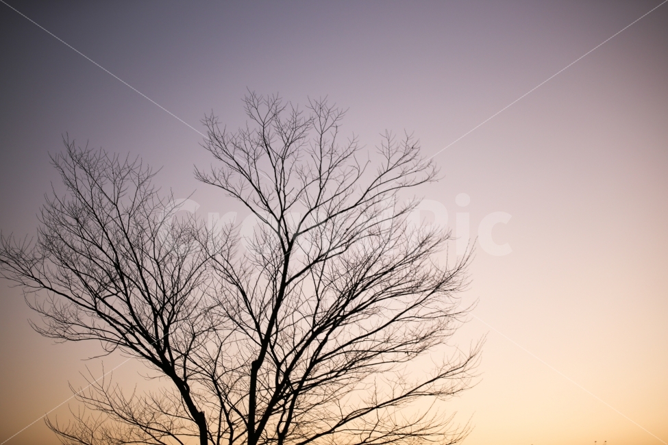 나무,겨울,가을,외로움,추움,순천,해질녘,저녁,밤,겨울,계절,winter,season,식물,자연,plants,nature,나무,trees,wood