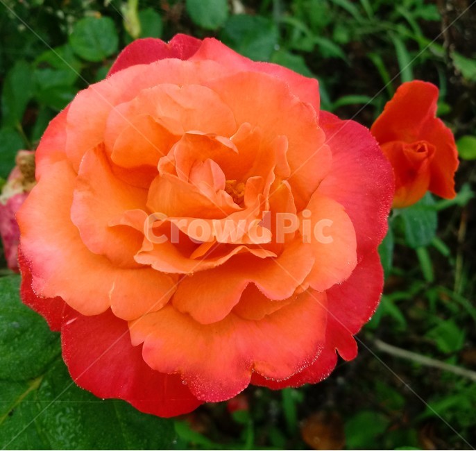 장미,장미꽃,플라워,식물,flower,로즈