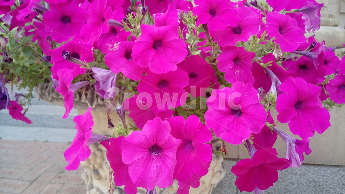 팬지,핑크색팬지,예쁜꽃,제비꽃과,나팔꽃,자연,꽃,진한핑크색,봄,spring,flower