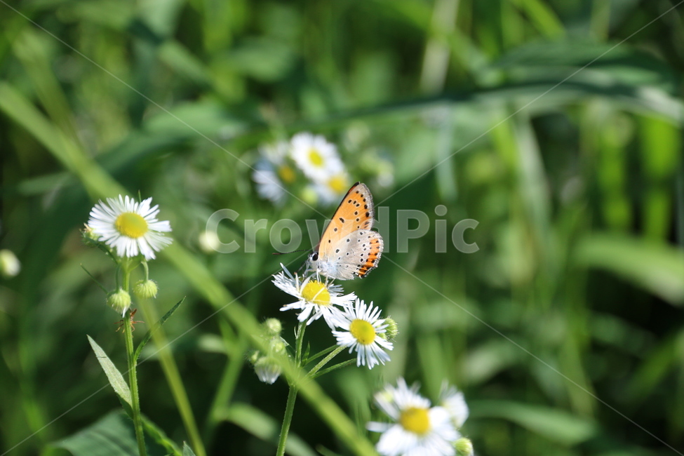 나비,자연,곤충,insect,식물,butterfly,풀,꽃,동물