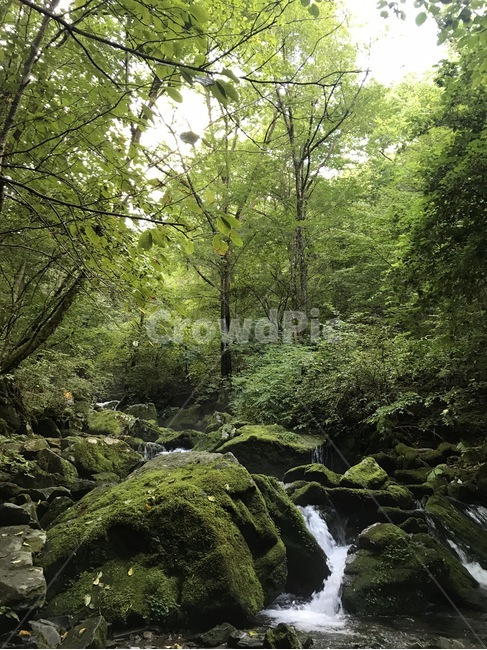 이끼계곡,이끼,계곡,water,물,자연,nature,자연,풍경,nature,landscape,outdoors,옥외,stream,흐름,creek,작은 만