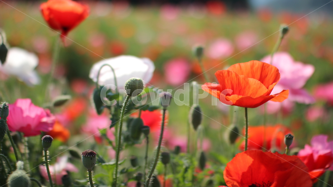 꽃,양귀비,양귀비꽃,꽃밭,야외,flower,red,빨강,자연,풍경,색감,식물,자연,plants,nature,꽃,flower