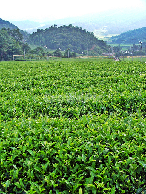 녹차밭,녹차,차,보성,전남,자연,차밭,자연,풍경,nature,landscape,field,들,outdoors,옥외