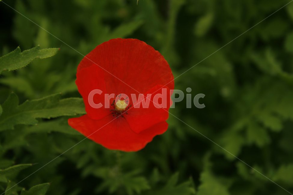 개양귀비,식물,flower,plants,nature,꽃,꽃봉오리,꽃밭,식물,자연,plants,nature,꽃,flower