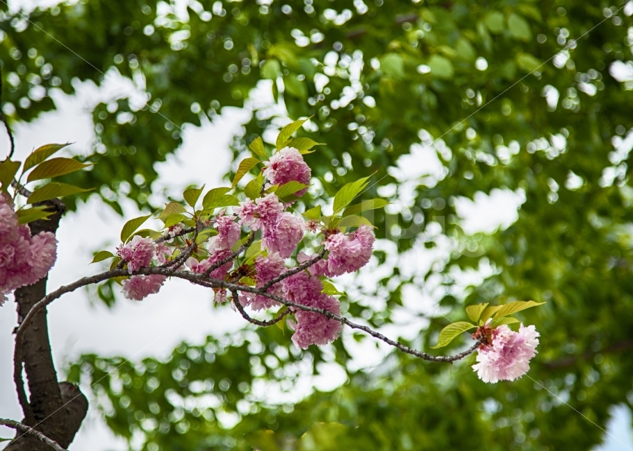 봄날,벗꽃,푸르름,나무,꽃,핑크,식물,자연,plants,nature,봄,계절,spring,season,꽃,flower,plant,blossom
