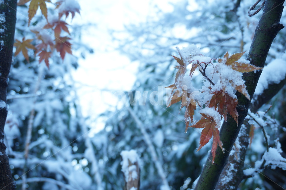 겨울,유달산,눈,하얀,나무,겨울,계절,winter,season,자연,풍경,nature,landscape,식물,plants,나무,trees,wood,plant,leaf,잎,tree,outdoors,옥외