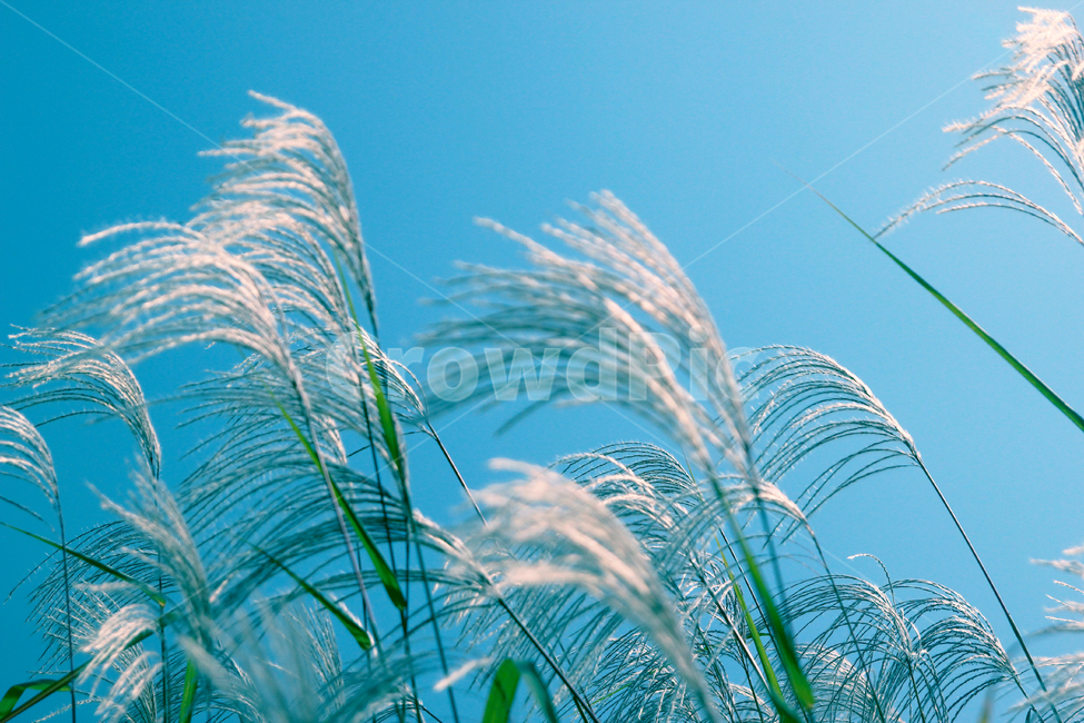 갈대,억새,가을,자연,하늘,식물,파란하늘,풀,조용함,가을,계절,fall,autumn,season,grass,잔디,plant,lawn,reed