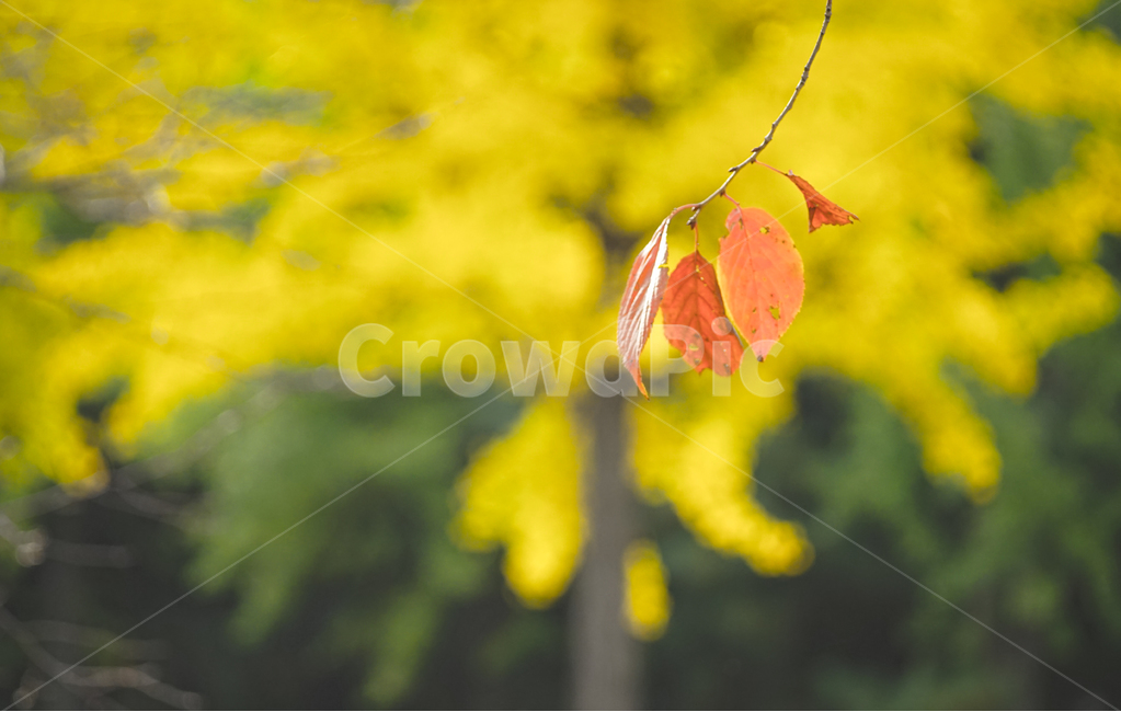 단풍,추색,가을,나무,나뭇잎,잎새,자연,잎,가을,계절,fall,autumn,season,leaf,plant,식물