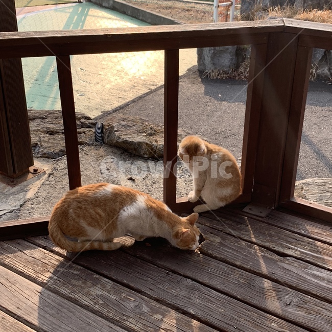 고양이,길냥이,어미고양이,새끼고양이,cat