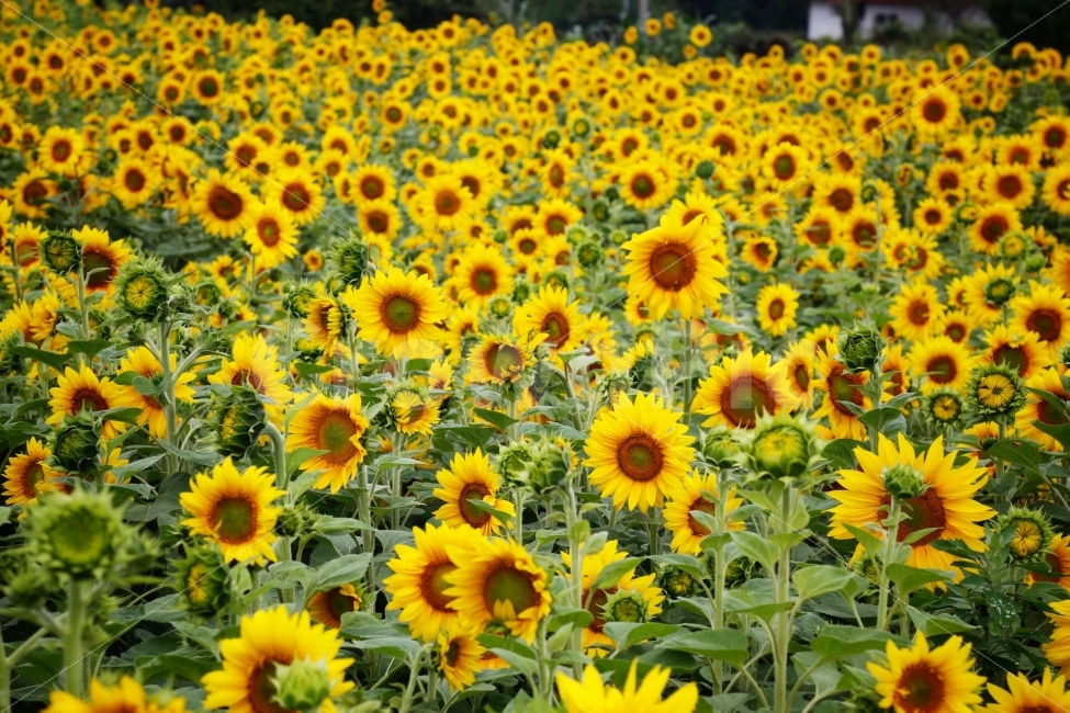 해바라기,꽃,노랑,여름꽃,예쁜꽃,여름,계절,summer,season,식물,자연,plants,nature,꽃,flower,plant,blossom
