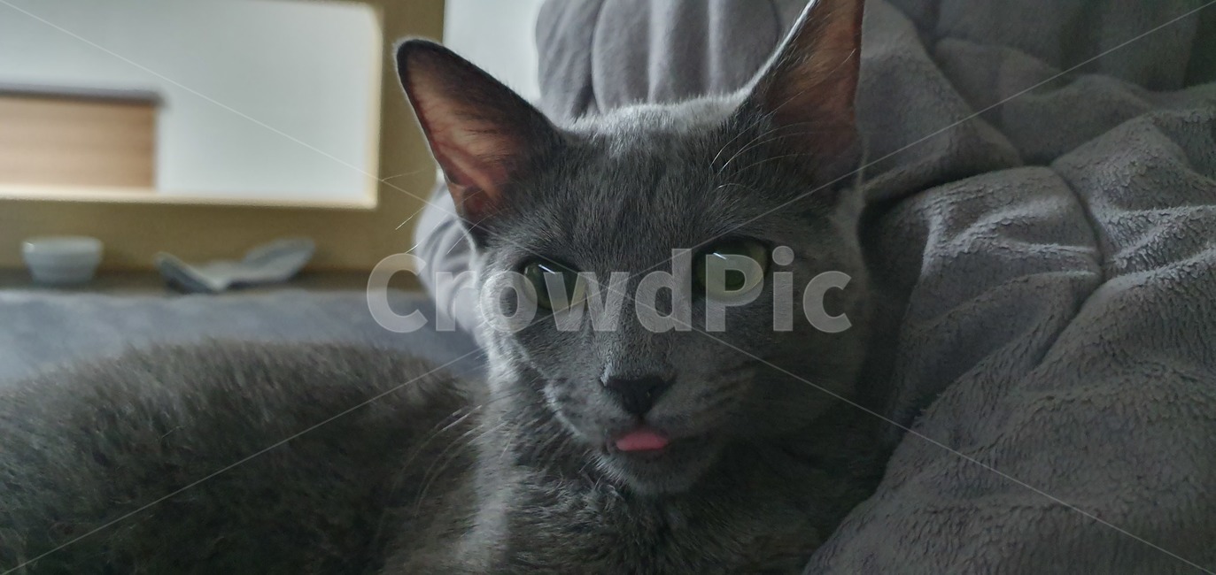 고양이,러시안블루,cat,반려동물,russianblue