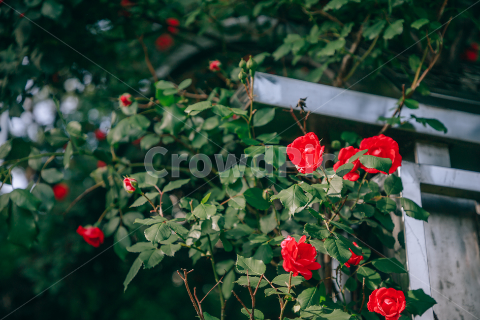 꽃,붉은,빨간,장미,초록,여름,초여름,자연,아름다운,싱그러운,식물,자연,plants,nature,꽃,flower,비,비오는날,rain,rainy