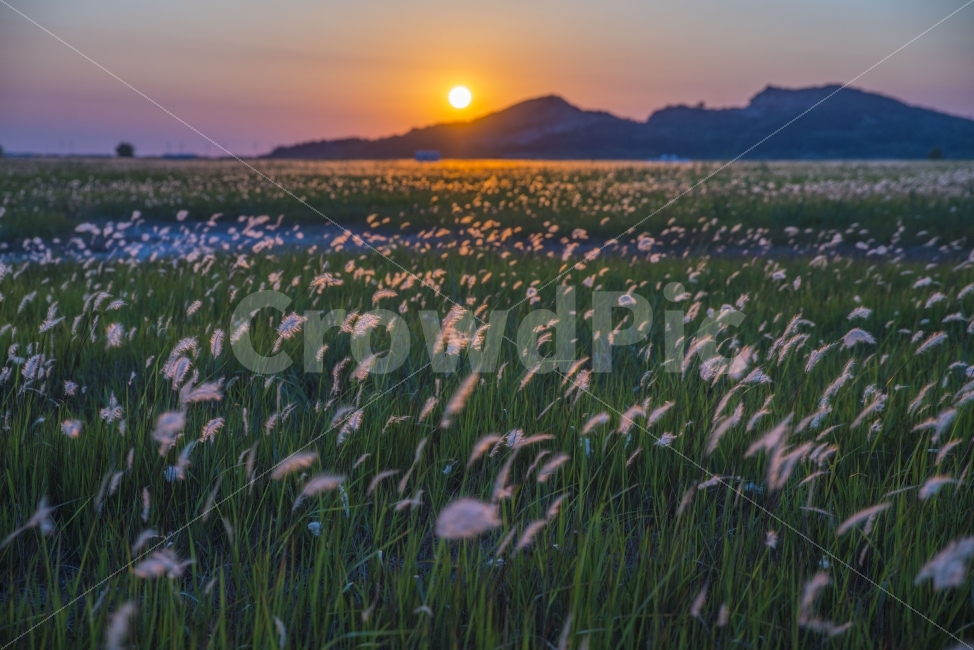 풍경,노을,저녁,수섬,출사,삘기꽃,백묘화,산,자연,풍경,nature,landscape,휴식,힐링,rest,relaxation,healing,plant,식물,grass,잔디,field,들