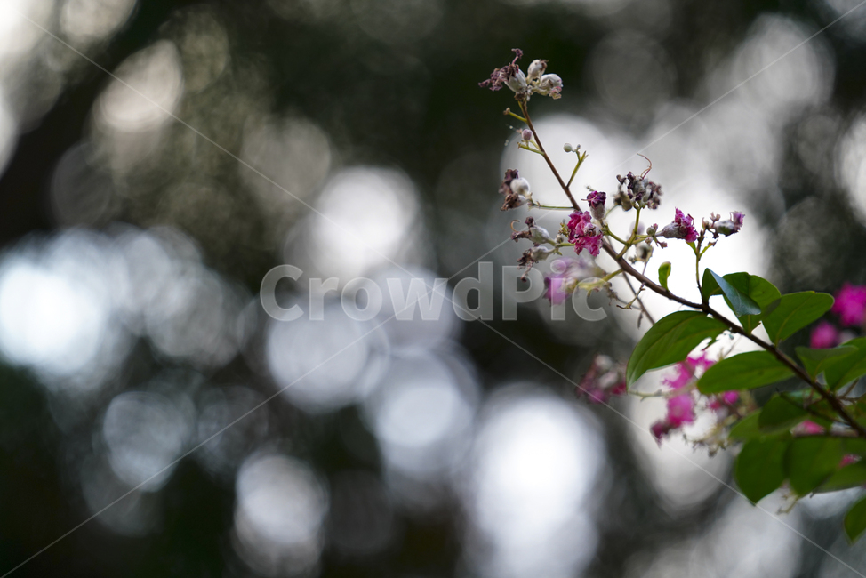 plant,식물,꽃,보케,분홍,색감,생물,생명,식물,자연,plants,nature,꽃,flower