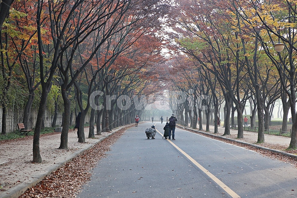 길,단풍길,조깅,사람,단풍,낙엽,산책로,로드,식물,자연,풍경,인천대공원,안개,가을,계절,fall,autumn,season,자연,풍경,nature,landscape,asphalt,아스팔트,plant