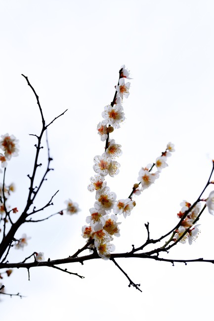 백매화,매화나무,매화꽃,순매원,꽃나무,봄꽃,양산,원동,매화,봄,계절,spring,season,식물,자연,plants,nature,꽃,flower,plant,blossom,cherry blossom,벚꽃
