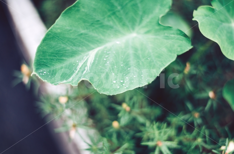 비,레인,rain,빗물,비오는날,rainyday,빗방울,비,비오는날,rain,rainy,식물,자연,plants,nature