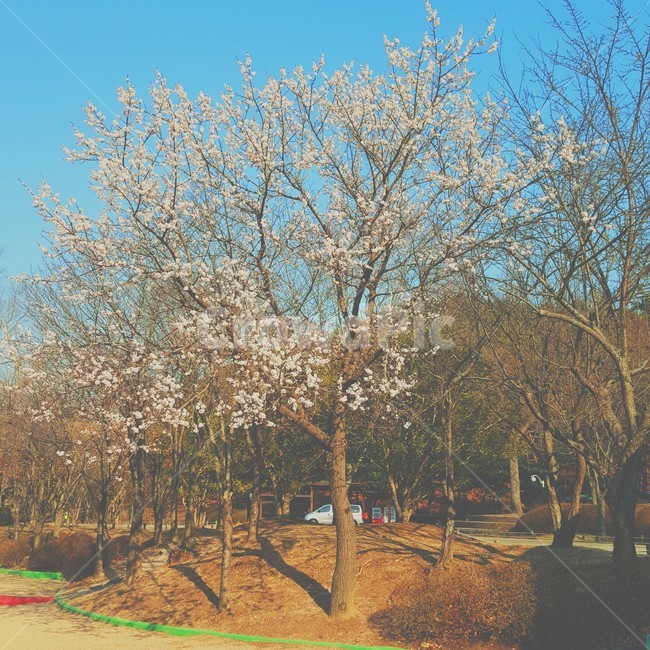 plant,식물,tree,나무,봄,공원,오후,산책,울산,대공원,울산대공원,자연,풀,봄날,햇살,따뜻,Ulsan,park,lake,nature,Ulsangrandpark
