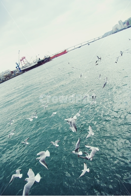 갈매기,seagull,부산,바다,새,bird,busan,한국,korea,동물,animal,조류,새,birds