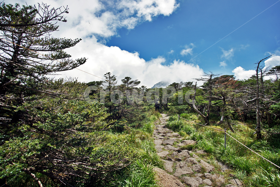 한라산,제주도,영실코스,영산,자연,구름,현무암,통행로