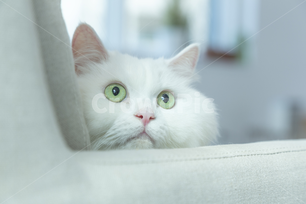 고양이,반려동물,동물,눈동자,소파,동물,animal,포유류,mammal,고양이,cat,kitten,kitty
