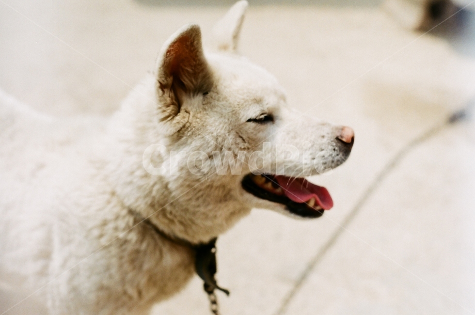 개,강아지,필름카메라,동물,필름,동물,animal,포유류,mammal,개,강아지,dog,doggy