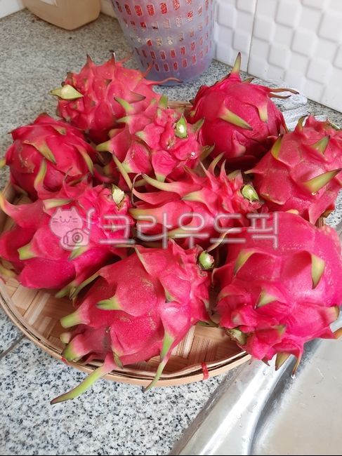 드레곤프룻,용과,필리핀용과,그래곤프룻,필리핀과일