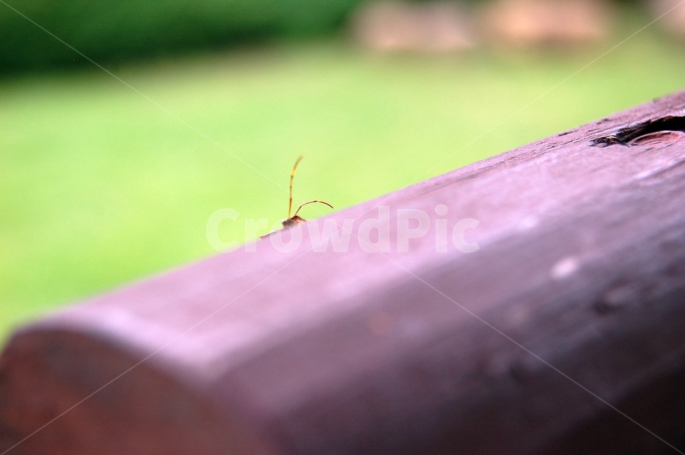 곤충,정자,충렬사,여름,야외,bug,outside,wood,목재건축물,전통건축물