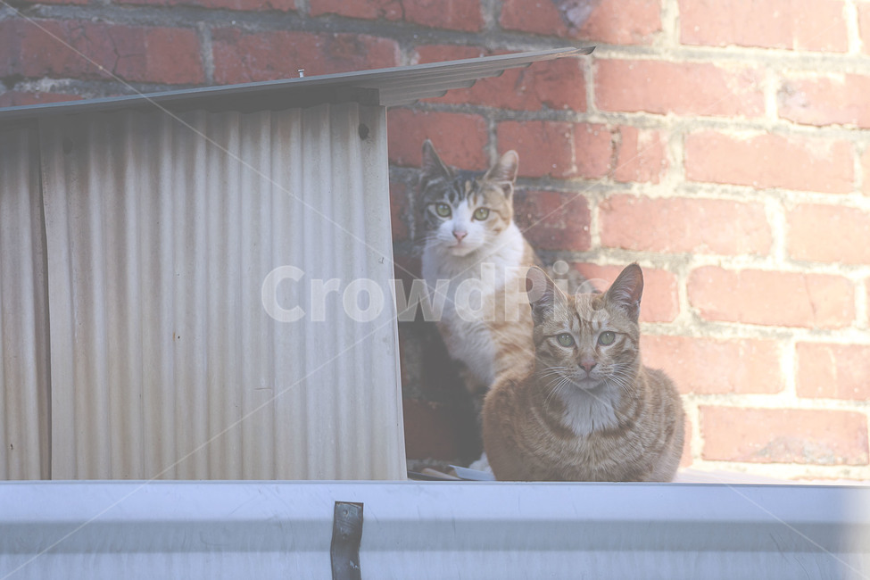 동물,animal,고양이,cat,길고양이,streetcat,길냥이,아기고양이,동물,animal,포유류,mammal,고양이,cat,kitten,kitty