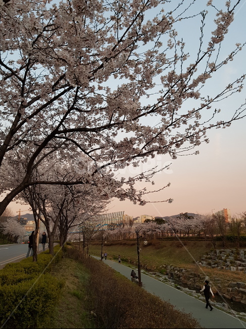 봄,벚꽃,노을,공원,산책
