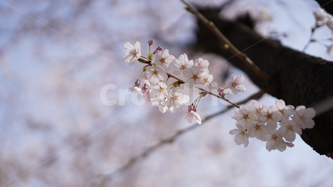 벚꽃,cherryblossom,벚꽃나무,봄꽃,식물,자연,나무