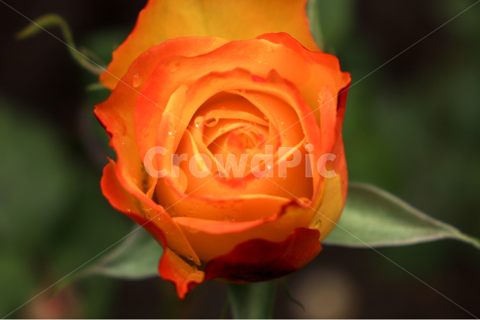 꽃,flower,장미,rose,장미꽃,꽃잎