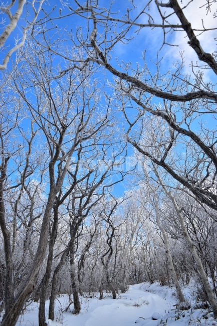 태백산,설경,상고대,눈꽃,풍경,겨울,겨울왕국,서리꽃,눈,천제단,자연,스포츠,등산,산행,nature,snow,설국,겨울풍경,느낌,아름다운,신비로운,경이로운,다큐,필,디자인,힐링,명산,국립공원,순백,landscape,winter,season,영산,겨울,계절,winter,season,자연,풍경,nature,landscape,식물,plants,나무,trees,wood,tree,plant,tree trunk,나무 줄기