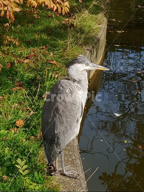 bird,새,animal,동물,물새,왜가리,큰새,물가,동물,animal,조류,새,birds