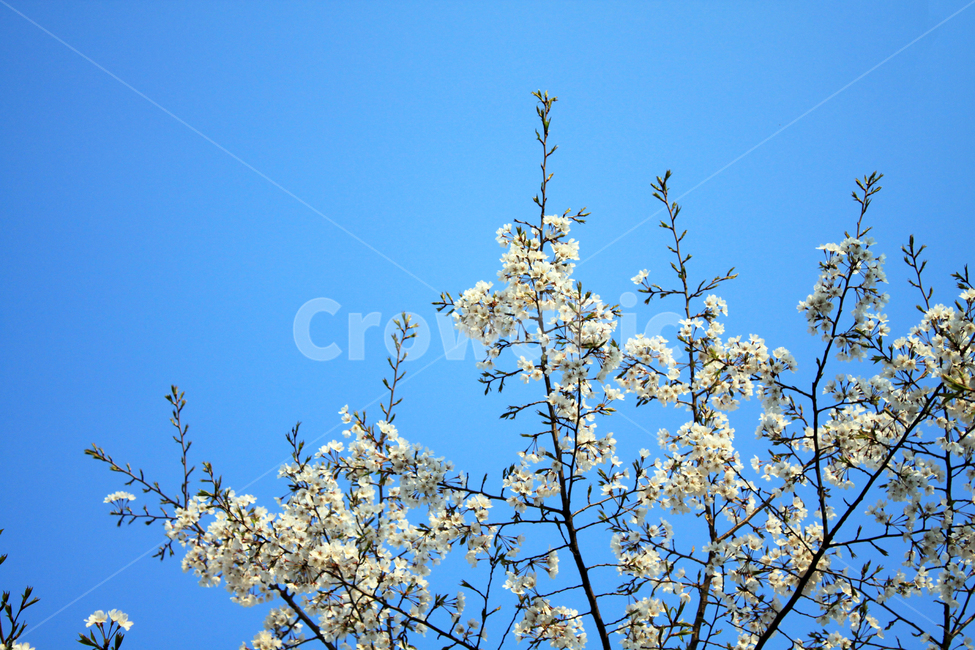 벚꽃,꽃,봄,나무,가지,나뭇가지,봉우리,꽃잎,개화,blossom,식물,자연,plants,nature,꽃,flower
