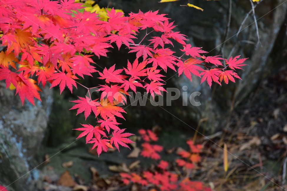 가을,단풍,자연,풍경,북한산,잎,단풍잎,붉은,나무,계절,계곡,숲,힐링,plant,fall,autumn,season,forestnature,landscape,한국자연풍경,한국자연경관,korea,tree,maple,leaf,가을,계절,fall,autumn,season,자연,풍경,nature,landscape,식물,plants,나무,trees,wood