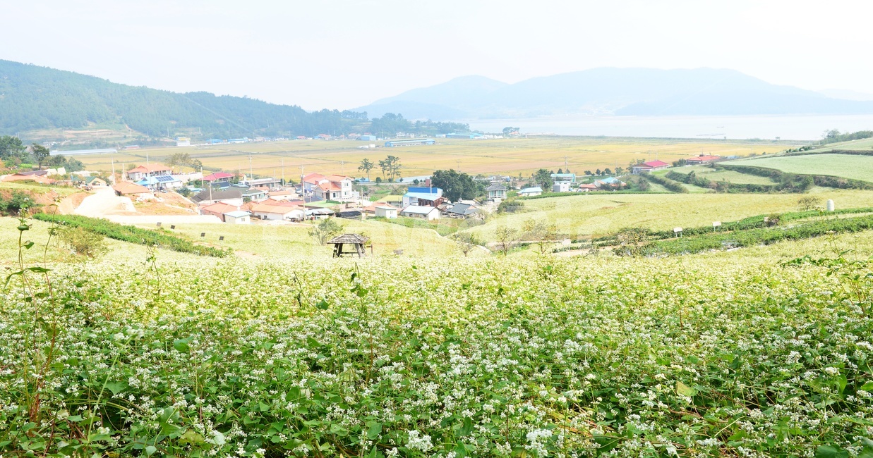 장흥,선학동마을,메밀꽃,축제,메밀꽃축제,nature,자연,outdoors,옥외,farm,농장,rural,농촌,field,들,시골,마을,풍경,landscape,country,rural,town,농업,농사,agriculture,farming,farming industry