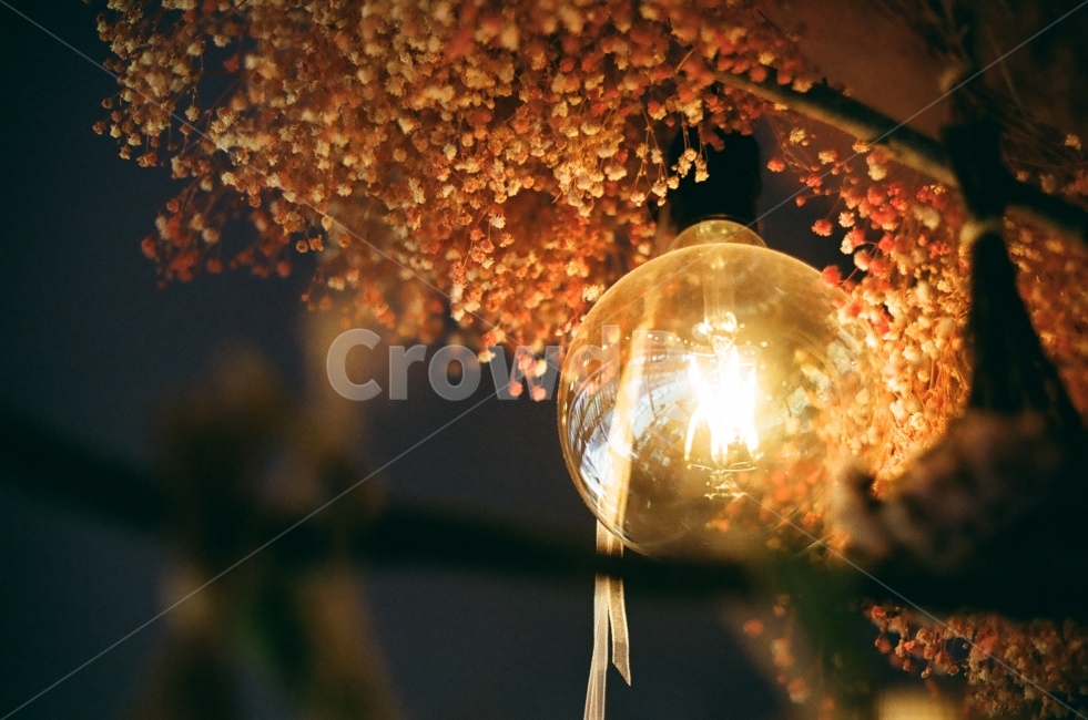 전구,꽃,감성,조명,은은함,필름,film,portra160,감성,sensible,feeling