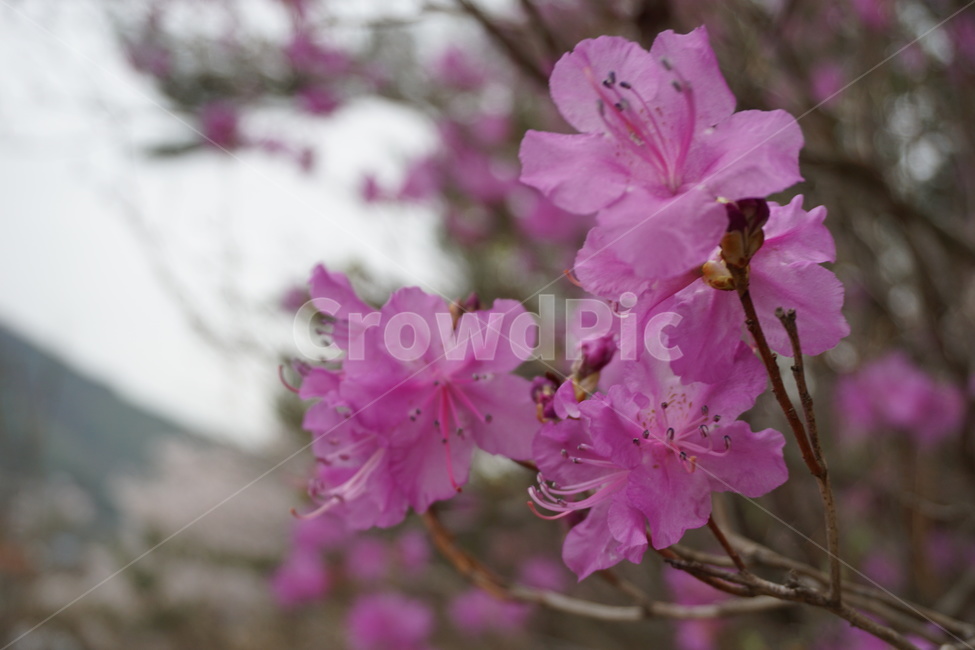 봄,3월,진달래,꽃잎,진달래꽃,꽃술,산,봄꽃,4월,봄,계절,spring,season,식물,자연,plants,nature,꽃,flower,blossom,geranium,제라늄,plant