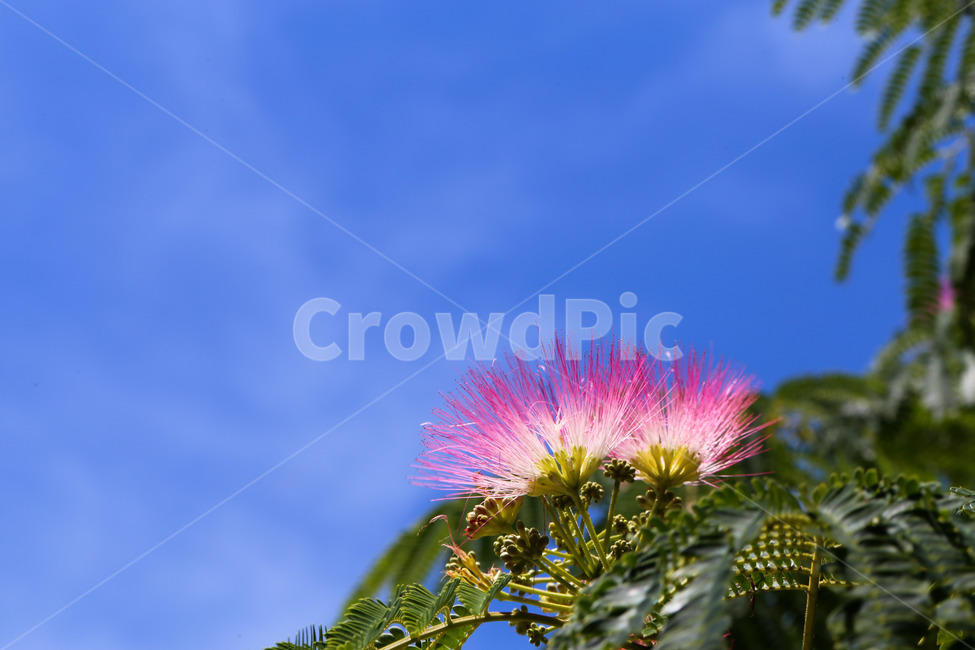 자귀나무,꽃,plant,식물,flower