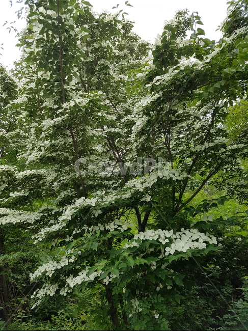 나무,식물,tree,plant,하얀,초록,green,흰꽃,꽃,flower,blossom,식물,자연,plants,nature