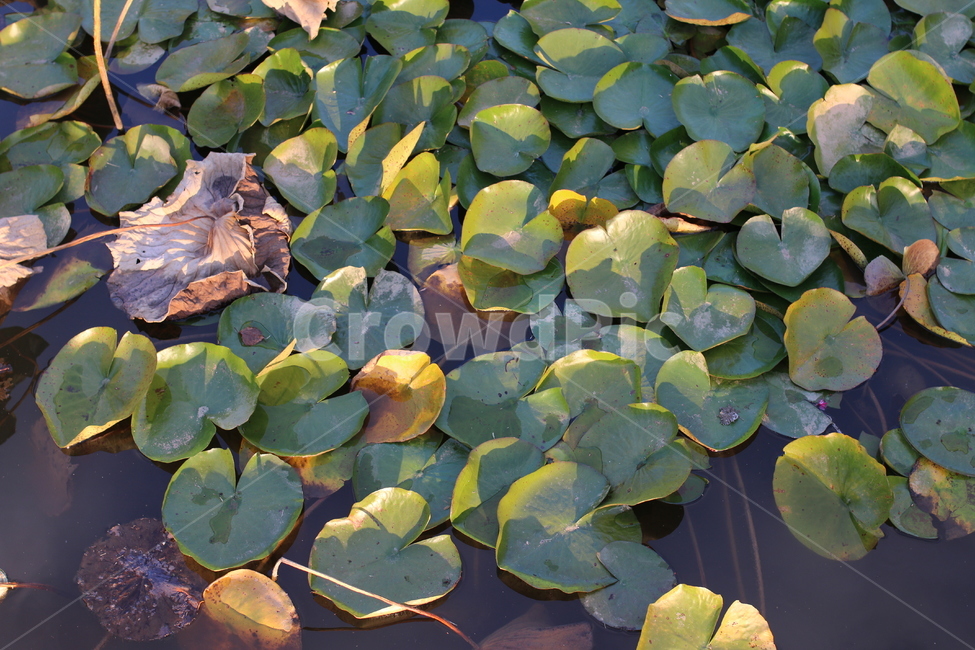 연못,나뭇잎,물,배경,인테리어,풍경,식물,자연,plants,nature