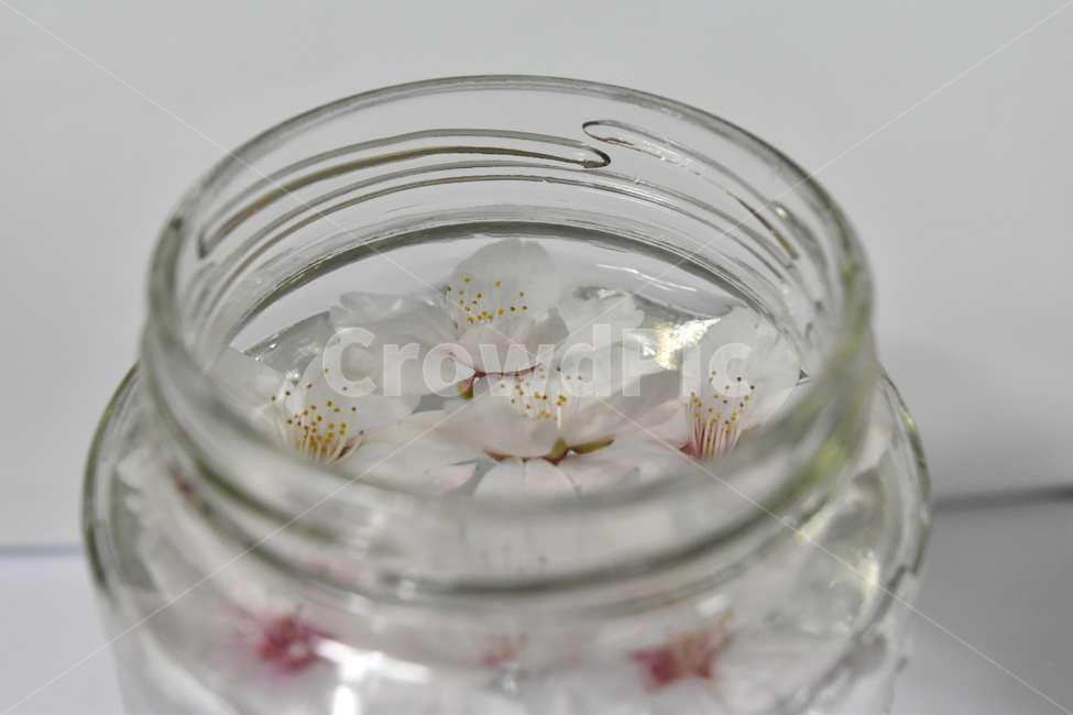 벚꽃,cherryblossoms,유리병,꽃잎,glassjar,꽃,물,jar,glass,flower,petal,petals,petalsonthewater,flowersonthewater,water,flowers,flowersinaglassjar,물위의꽃,물위의꽃잎,유리병안의꽃