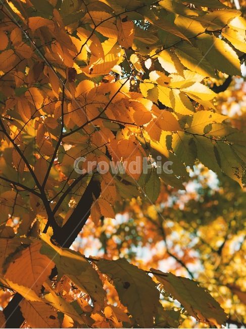 잎,단풍,leaf,나무,가을단풍,가을풍경,가을,식물,가을,계절,fall,autumn,season,plant,tree